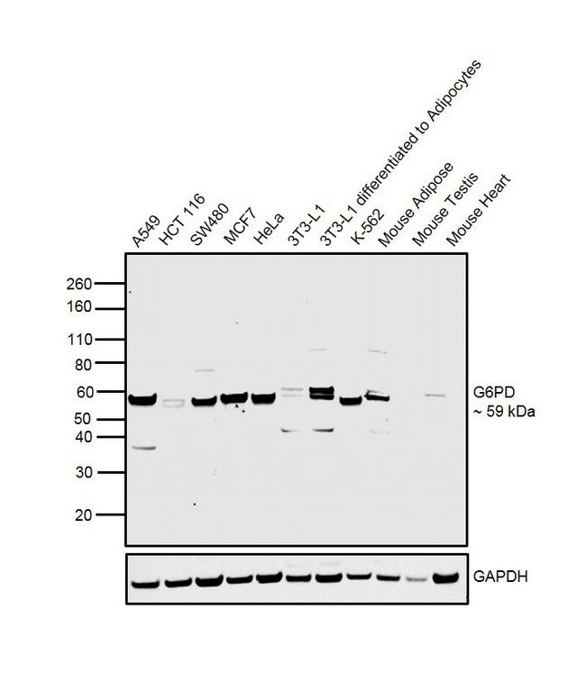 G6PD Antibody in Western Blot (WB)