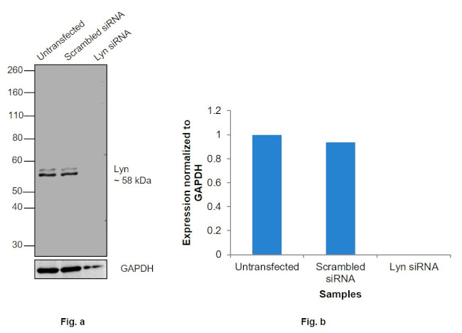 Lyn Antibody