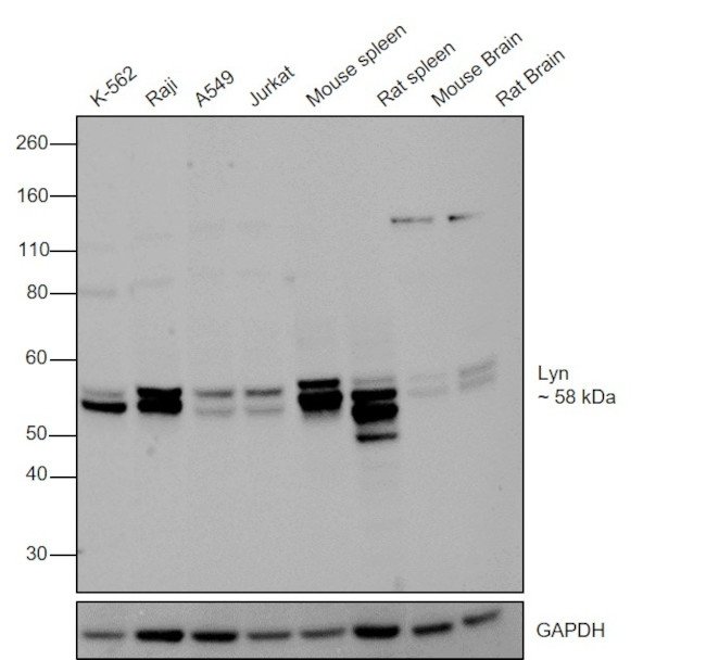 Lyn Antibody