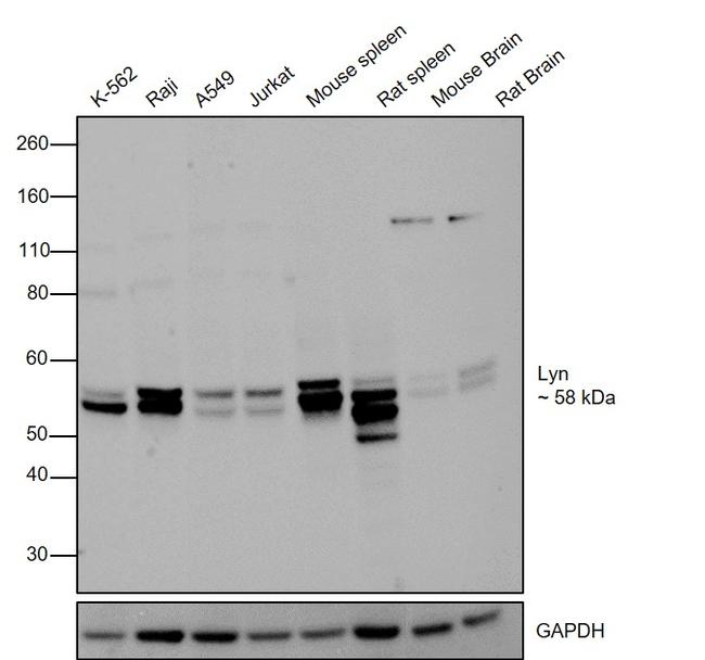 Lyn Antibody in Western Blot (WB)