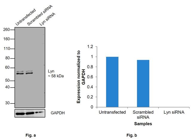 Lyn Antibody in Western Blot (WB)