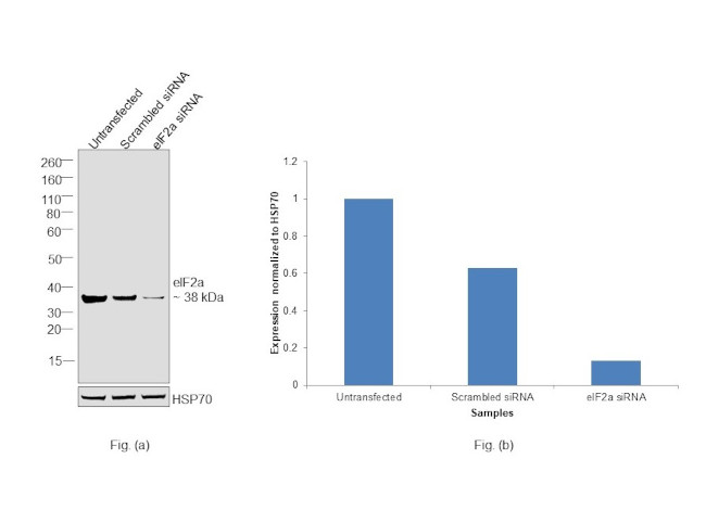 EIF2S1 Antibody