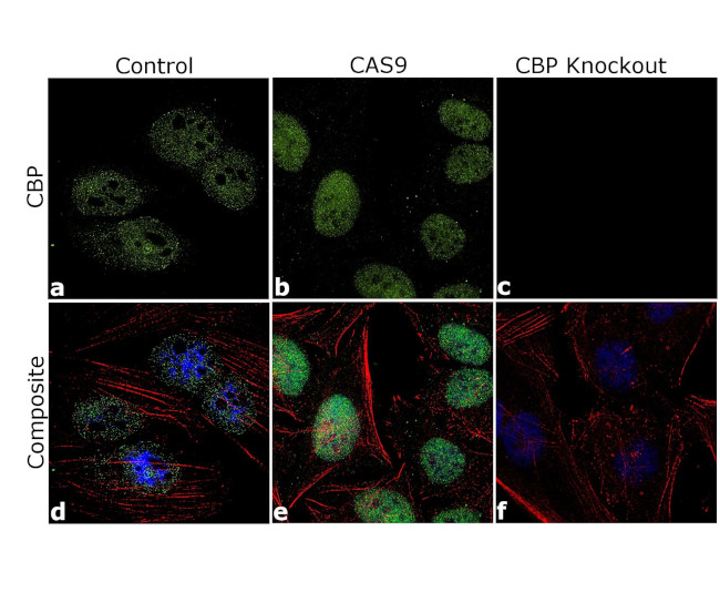 CBP Antibody in Immunocytochemistry (ICC/IF)