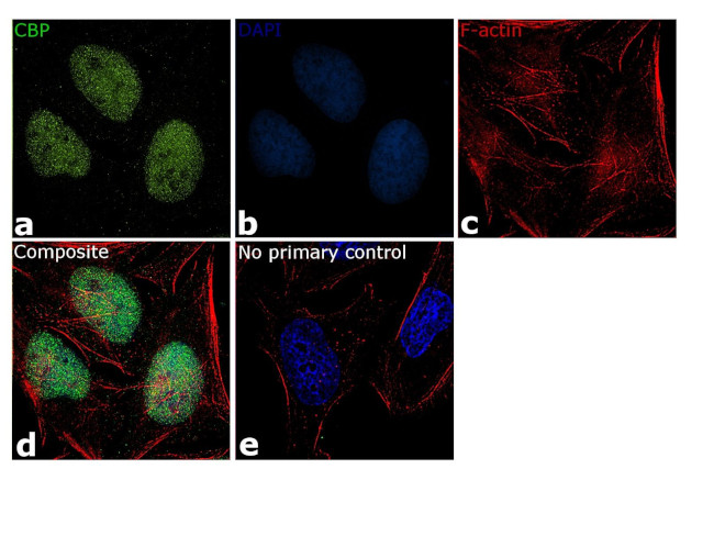 CBP Antibody in Immunocytochemistry (ICC/IF)