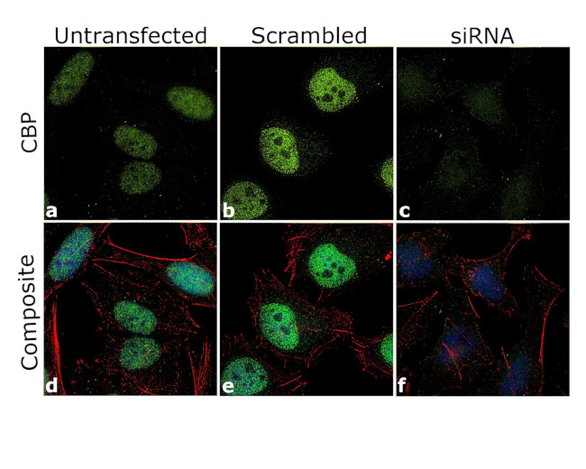 CBP Antibody in Immunocytochemistry (ICC/IF)