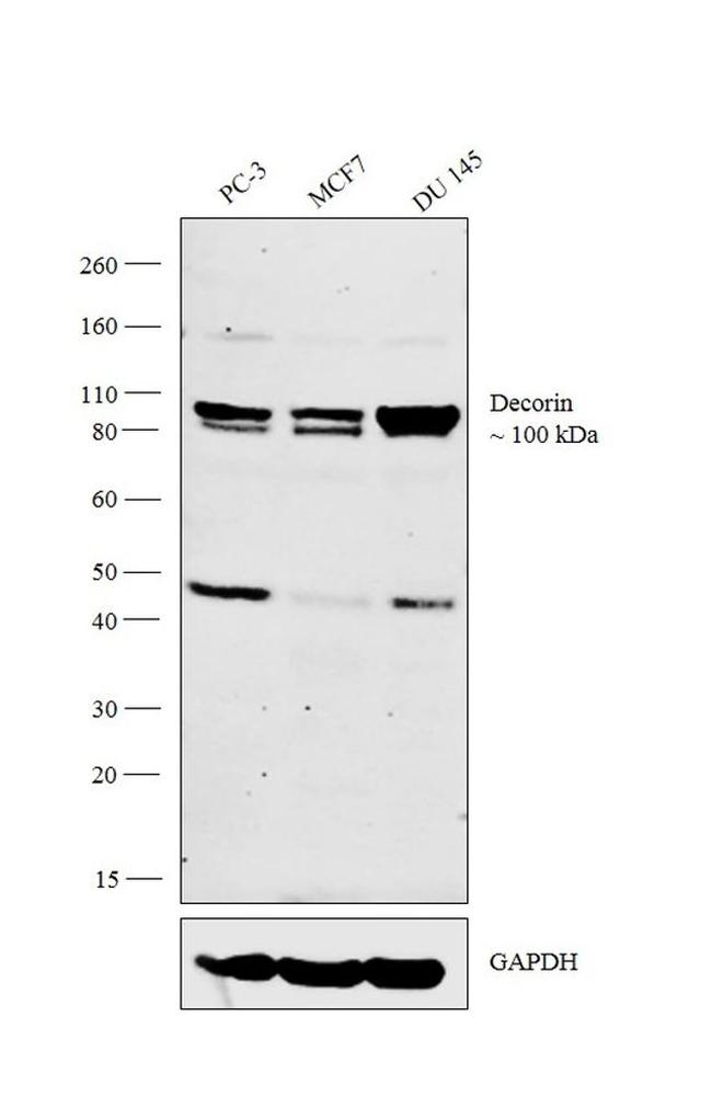 Decorin Antibody in Western Blot (WB)