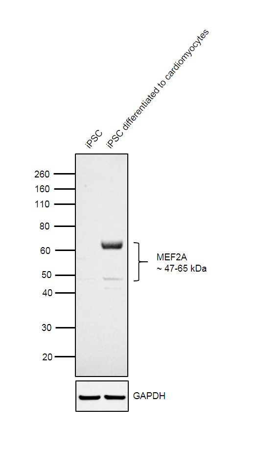 MEF2A Antibody