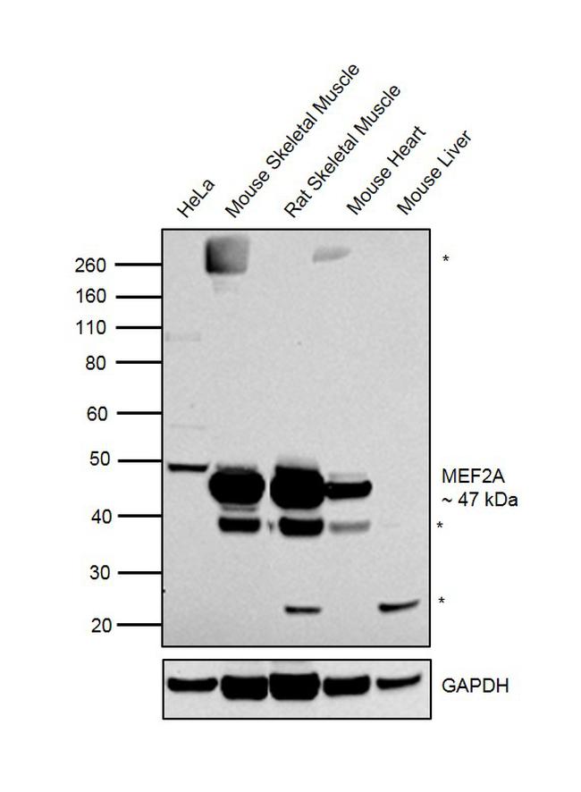 MEF2A Antibody in Western Blot (WB)