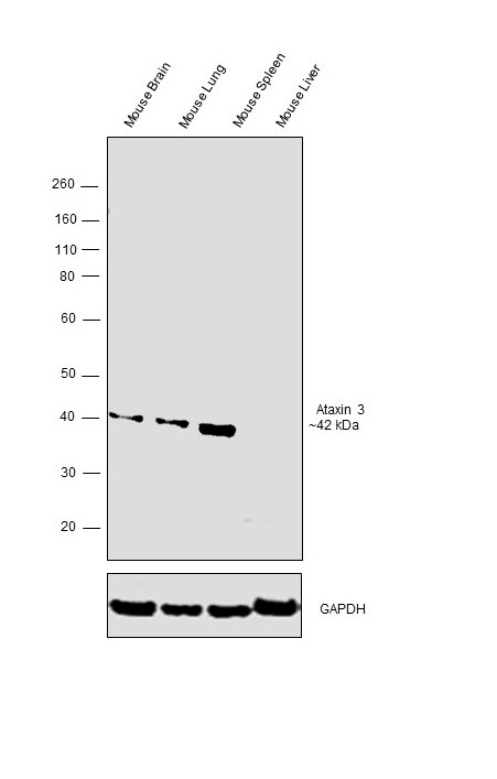 Ataxin 3 Antibody