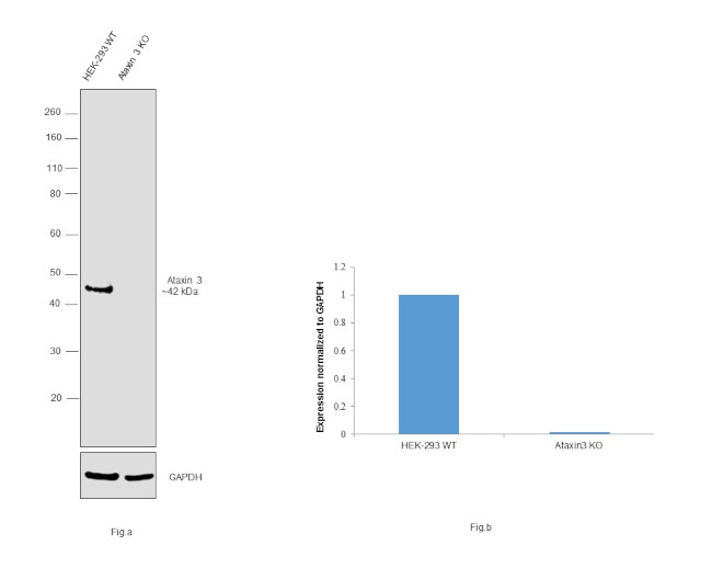 Ataxin 3 Antibody