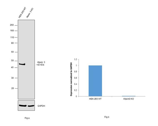 Ataxin 3 Antibody in Western Blot (WB)