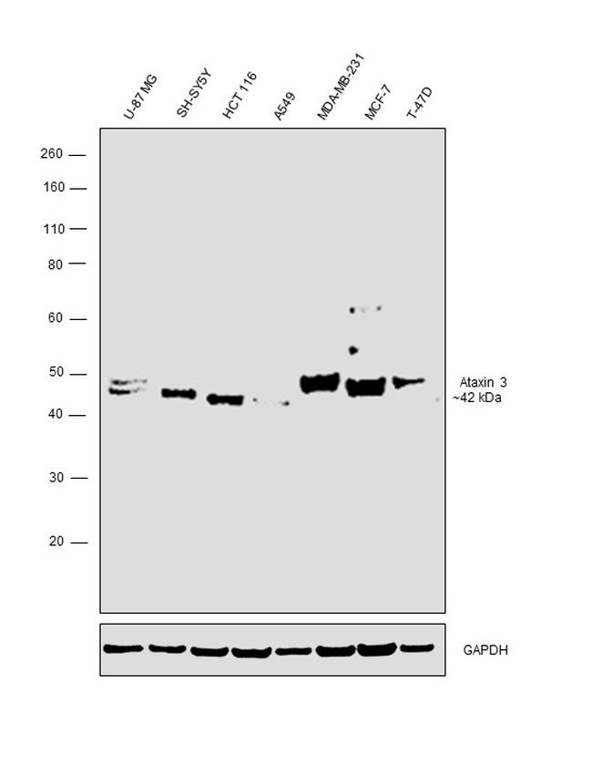 Ataxin 3 Antibody in Western Blot (WB)