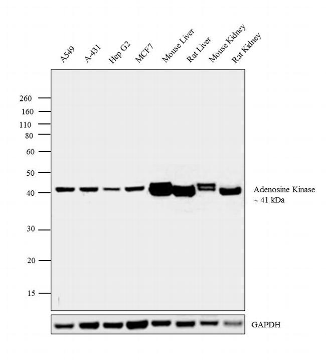 Adenosine Kinase Antibody in Western Blot (WB)