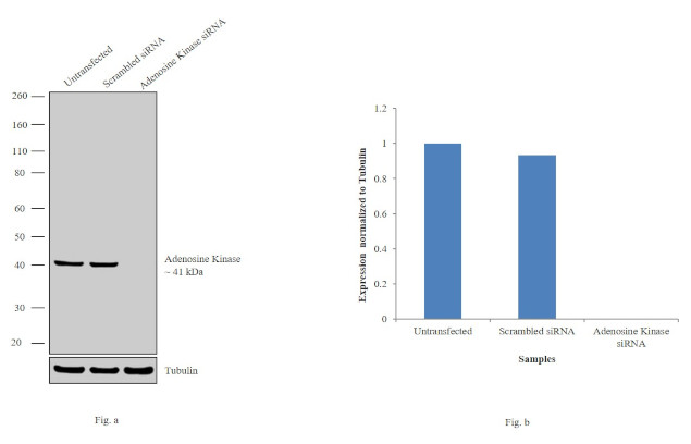 Adenosine Kinase Antibody