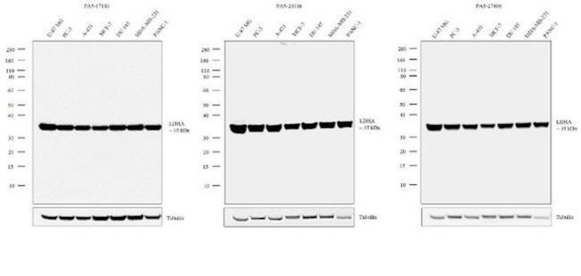 LDHA Antibody