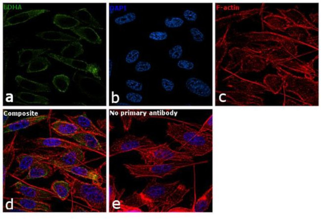 LDHA Antibody in Immunocytochemistry (ICC/IF)