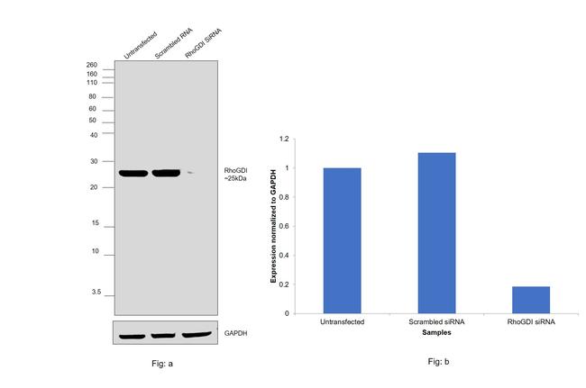 RhoGDI Antibody in Western Blot (WB)