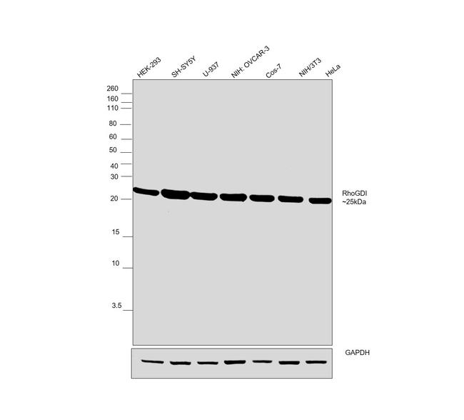 RhoGDI Antibody in Western Blot (WB)