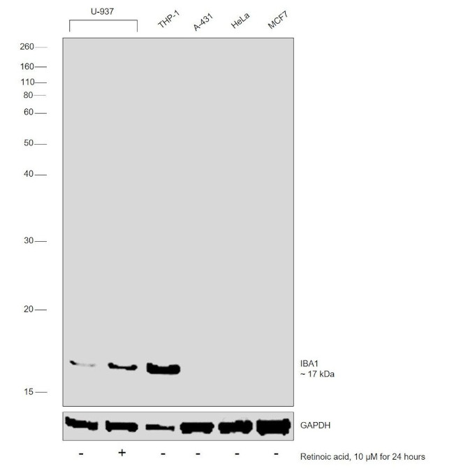 IBA1 Antibody