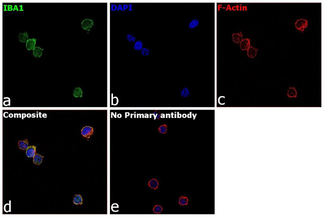 IBA1 Antibody in Immunocytochemistry (ICC/IF)