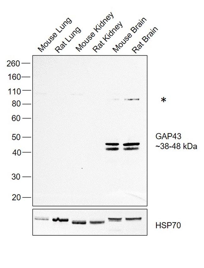 GAP43 Antibody in Western Blot (WB)