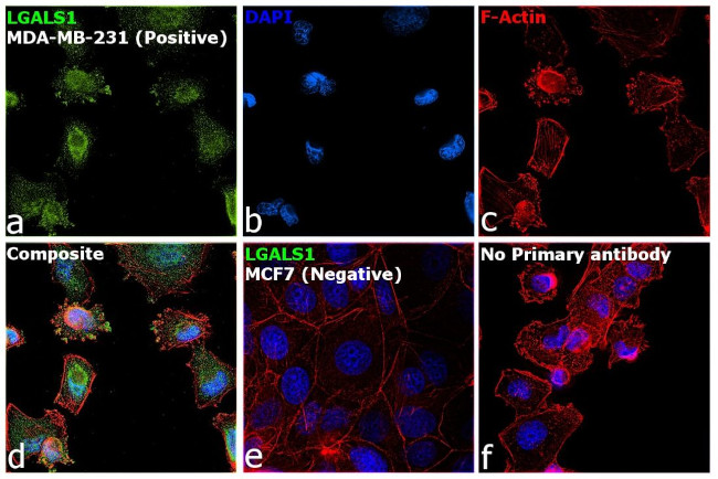 Galectin 1 Antibody