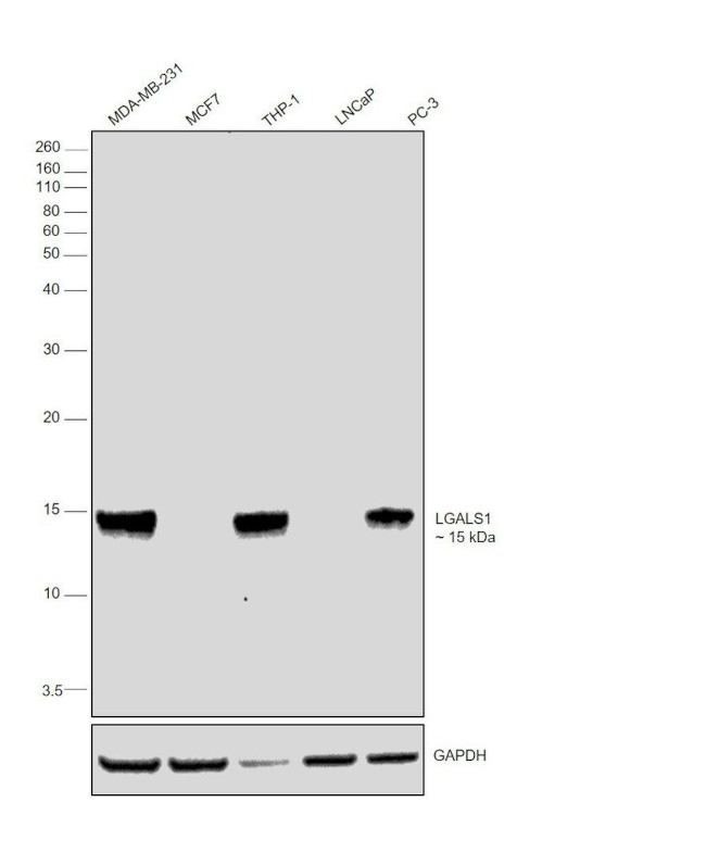 Galectin 1 Antibody