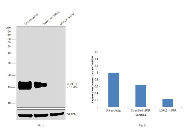 Galectin 1 Antibody