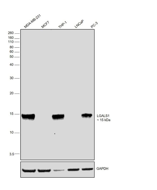 Galectin 1 Antibody in Western Blot (WB)