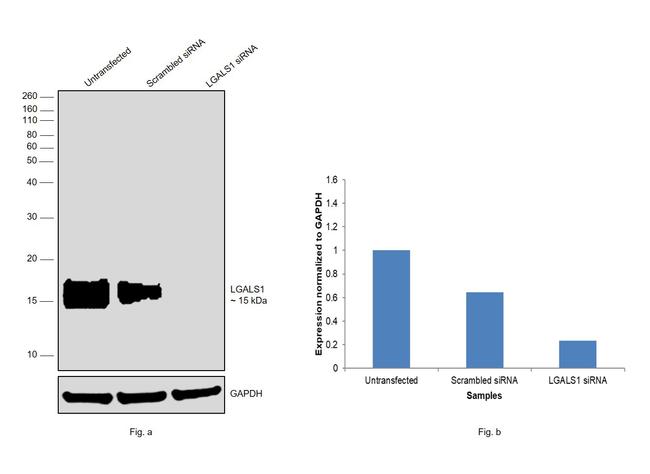 Galectin 1 Antibody in Western Blot (WB)