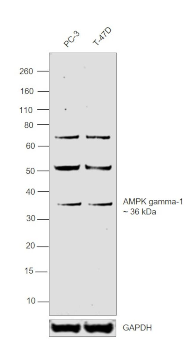 AMPK gamma-1 Antibody in Western Blot (WB)