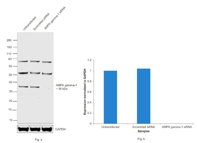 AMPK gamma-1 Antibody