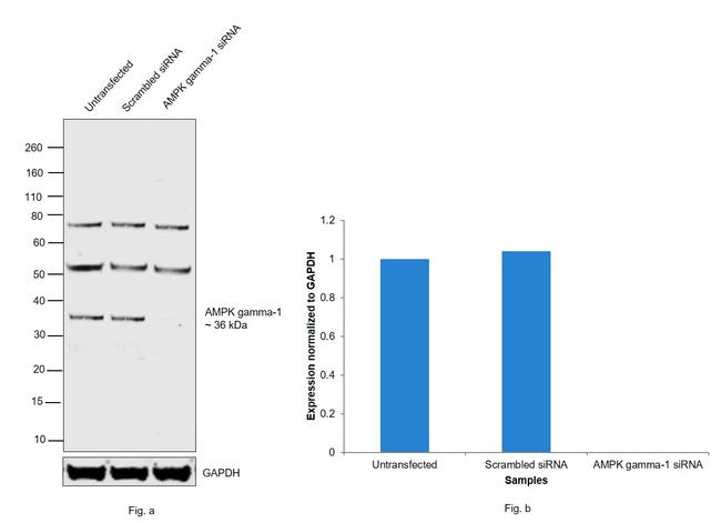 AMPK gamma-1 Antibody in Western Blot (WB)