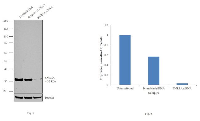 SNRPA Antibody in Western Blot (WB)