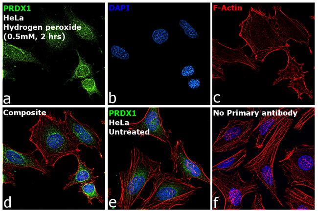 PRDX1 Antibody