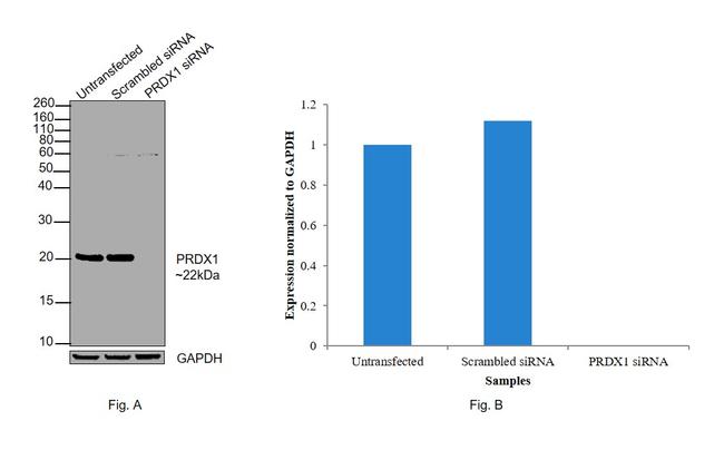 PRDX1 Antibody in Western Blot (WB)