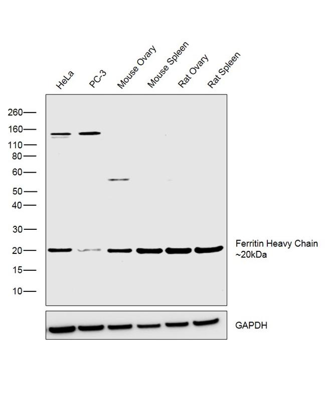 Ferritin Heavy Chain Antibody in Western Blot (WB)