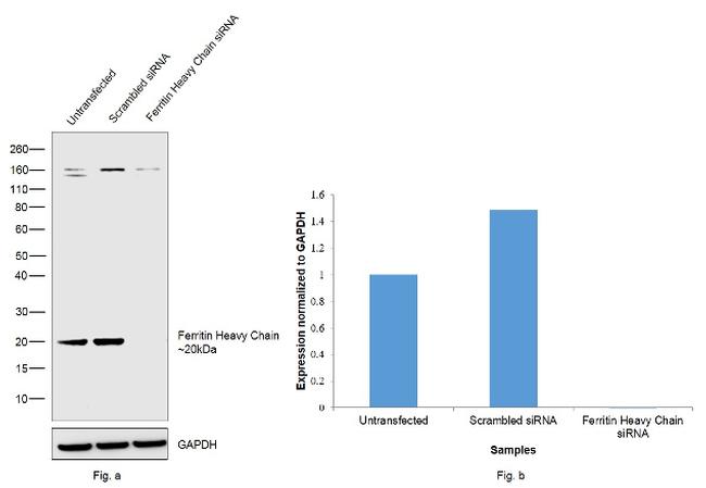 Ferritin Heavy Chain Antibody in Western Blot (WB)