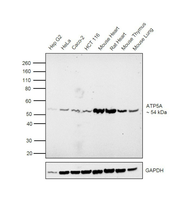 ATP5A1 Antibody