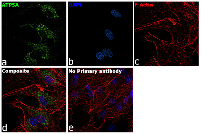 ATP5A1 Antibody in Immunocytochemistry (ICC/IF)