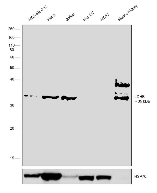 LDHB Antibody in Western Blot (WB)