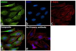 GNAI2 Antibody in Immunocytochemistry (ICC/IF)