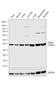 GNAI2 Antibody in Western Blot (WB)