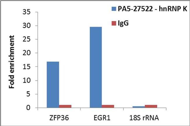 hnRNP K Antibody in RNA Immunoprecipitation (RIP)