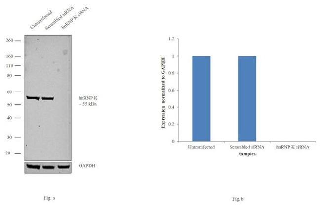 hnRNP K Antibody in Western Blot (WB)