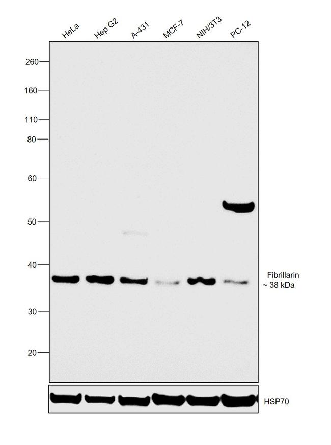 Fibrillarin Antibody in Western Blot (WB)