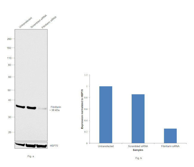 Fibrillarin Antibody