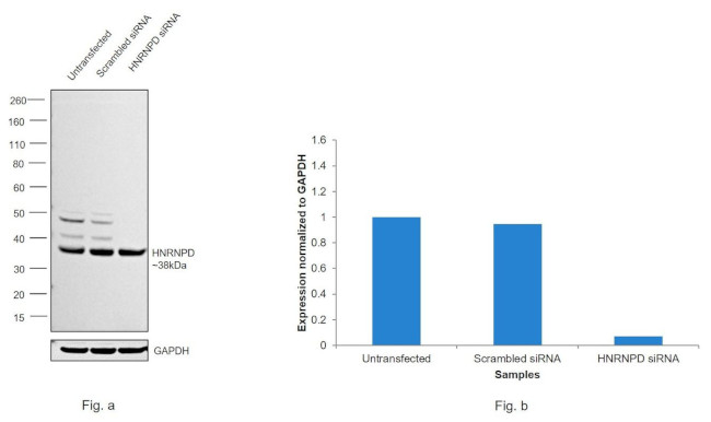 hnRNP D Antibody