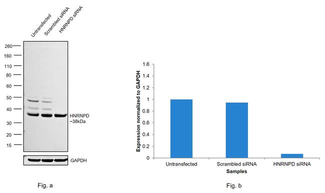 hnRNP D Antibody in Western Blot (WB)