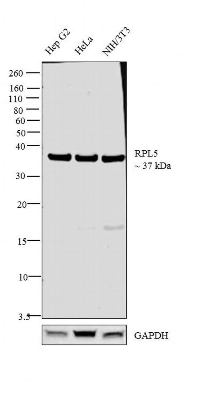 RPL5 Antibody in Western Blot (WB)